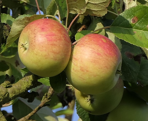 Obsthof Cordes - Fruchtfoto James Grieve